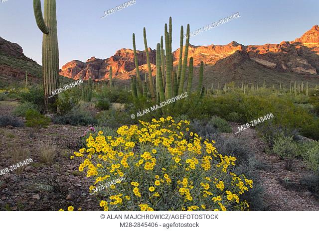 Brittlebush (Encelia farinosa) Organ Pipe Cactus National Monument Arizona