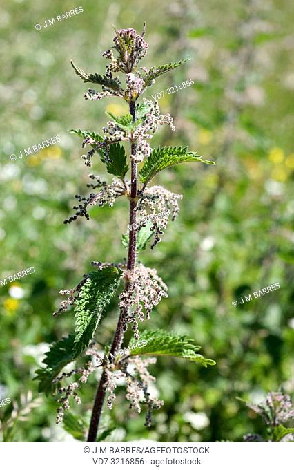 Common nettle (Urtica dioica) is a perennial herb native to Europe, northwes Africa and western Asia. This photo was taken in Montseny, Barcelona province