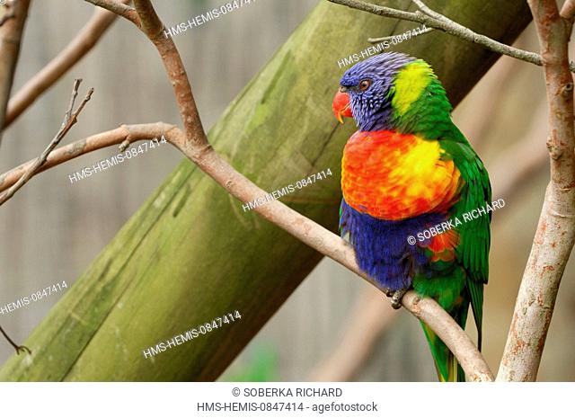 New Zealand, North Island, Auckland, zoo, rainbow lorikeet (Trichoglossus haematodus) perched on a branch