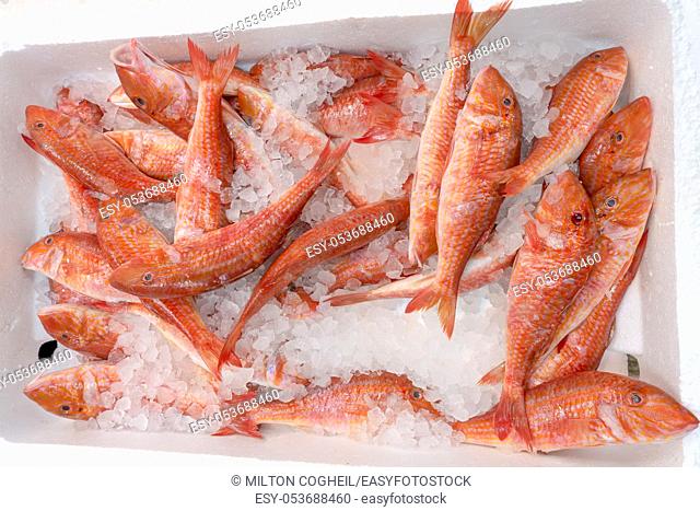 Fresh red mullet for sale in a UK fishmonger market stall