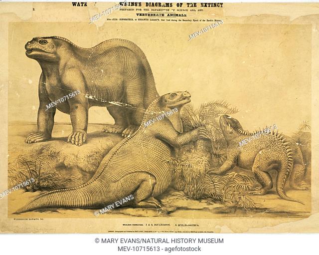 Benjamin Waterhouse Hawkins's Diagrams of the Extinct Animals: Prepared for the Department of Science and Art:Vetebrate Animals.'