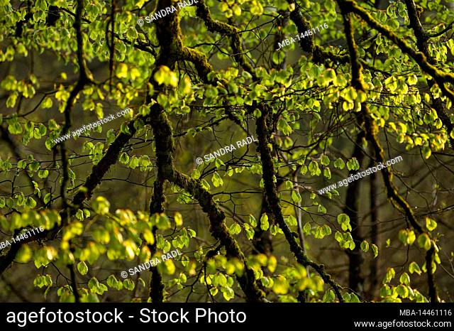 young light green leaves of copper beech shine in evening light, mossy branches, spring, Pfälzerwald Nature Park, Pfälzerwald-Nordvogesen Biosphere Reserve