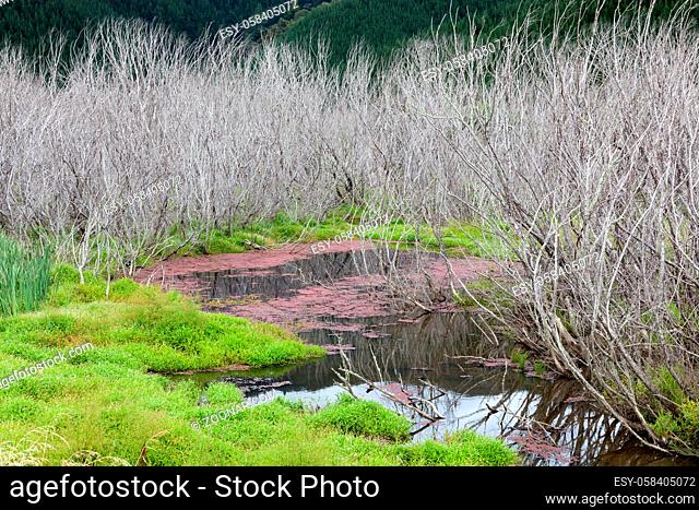 Red Algae and dead trees Para Wetlands