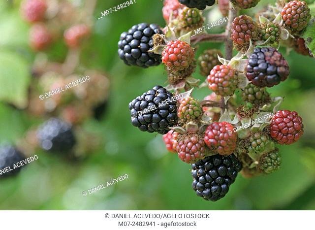 Rubus armeniacus, Blackberries, Ireland, Europe