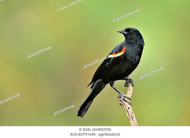 Red-winged blackbird (Agelaius phoeniceus) Male, Rio Grande City, Texas, USA