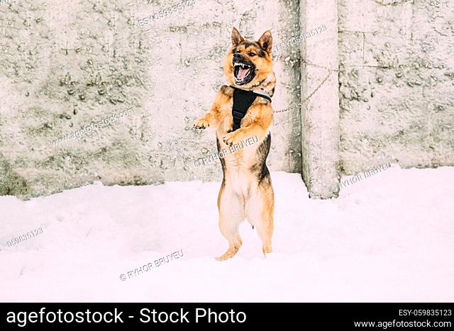 Training Of Purebred German Shepherd Dog In Special Outfit. Alsatian Wolf Dog During Exercise. Attack And Defence. Winter Snowy Day