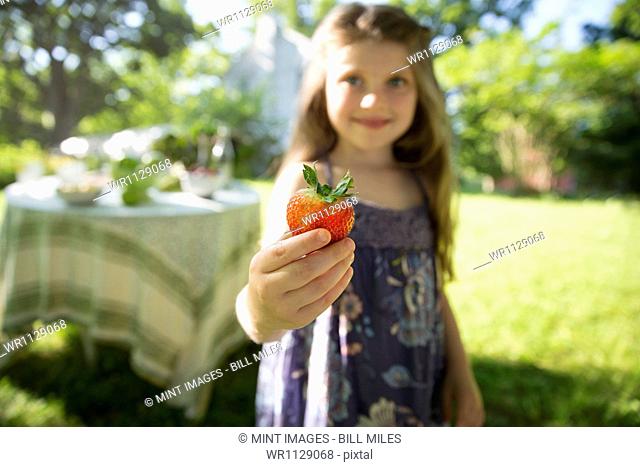 Outdoors in summer. On the farm. Children and adults together. A young girl holding a large fresh organically produced strawberry fruit
