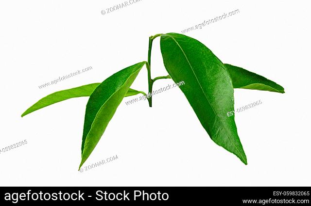 Mandarin leaf isolated on a white background. Green citrus leaf