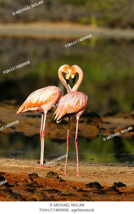 Greater flamingo Phoenicopterus ruber foraging for small pink shrimp Artemia salina in saltwater lagoons in the Galapagos Island Group, Ecuador