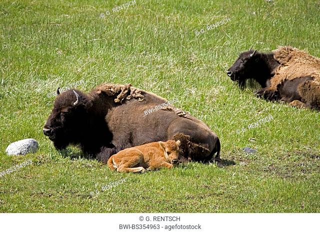 American bison, buffalo (Bison bison), female with calf, USA, Wyoming, Yellowstone National Park