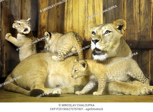 Baptism of three cubs of barbary lioness called Tamika, who were born on May 12, 2018, was held in the Pilsen Zoo, Czech Republic, on June 27, 2018