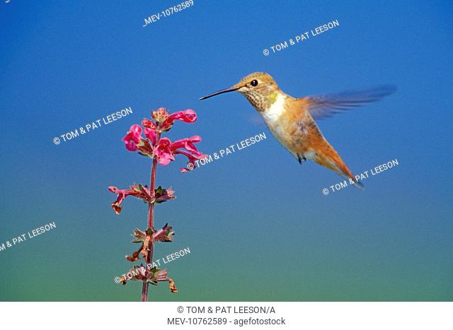 Rufous Hummingbird - female or immature necturing on flower (wild mint) (Selasphorus rufous)