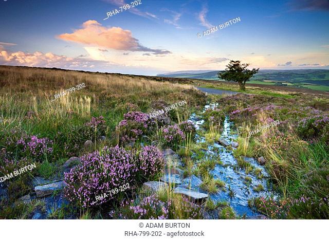 Flowering heather on Dunkery Hill in summertime, Exmoor National Park, Somerset, England, United Kingdom, Europe