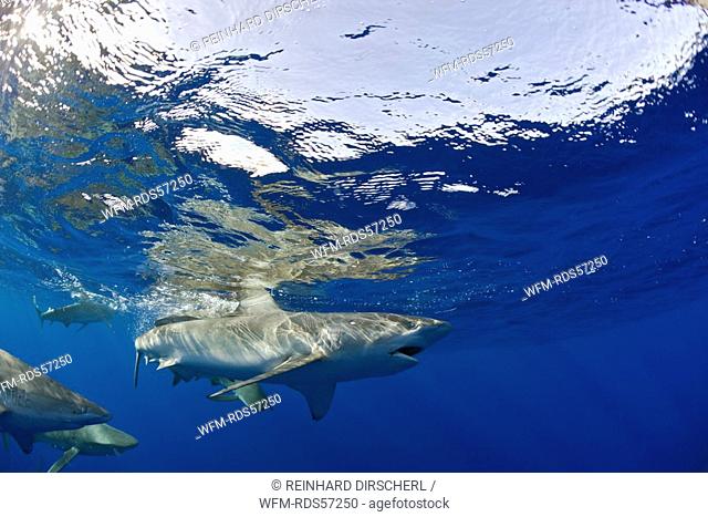 Galapagos Sharks, Carcharhinus galapagensis, Oahu, Pacific Ocean, Hawaii, USA
