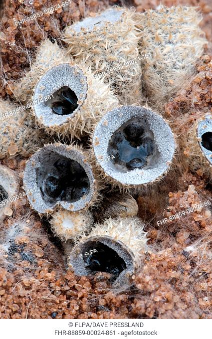 Fruiting bodies of dung bird's nest fungus (Cyathus stercoreus). Photographed in Clumber Park, Nottinghamshire, but this specimen was cultivated on Oat Agar and...