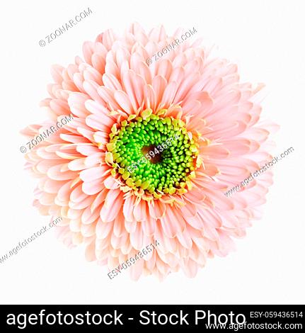 pink gerbera daisy flower, isolated on white background