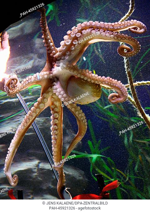 A Common octopus (Octopus vulgaris) at the AquaDom and Sea Life in Berlin, Germany, 30 January 2014. Former boxing world champion Regina Halmich christend the...