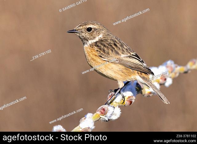 European Stonechat (Saxicola rubicola), side view of an adult female perched on a branch, Campania, Italy