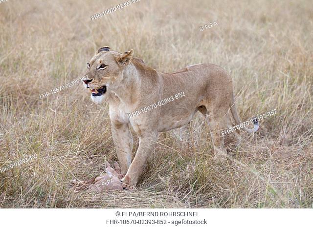 Masai Lion Panthera leo nubica adult female, with Topi Damaliscus lunatus calf prey, Masai Mara, Kenya, August