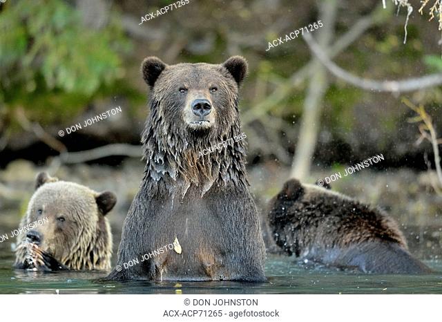 Grizzly bear (Ursus arctos)- Hunting sockeye salmon in a salmon river, Chilcotin Wilderness, BC Interior, Canada