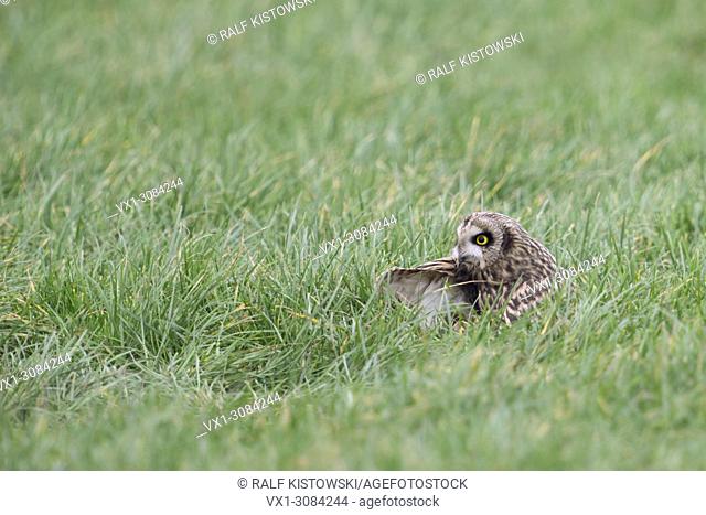Short-eared Owl ( Asio flammeus ) rest, resting in grass over day, cleaning its feathers, wildlife, Europe