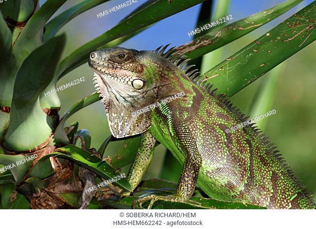 France, Guadeloupe French West Indies, Les Saintes, Terre de Haut, green iguana Iguana iguana resting on a branch