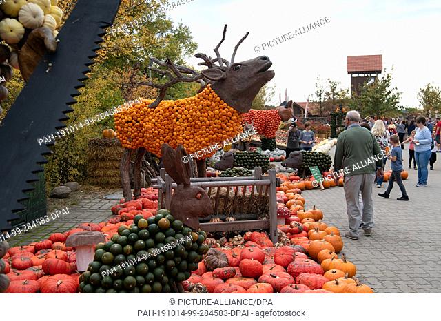 13 October 2019, Brandenburg, Klaistow: Pumpkins lie next to each other in a display on the asparagus and adventure farm