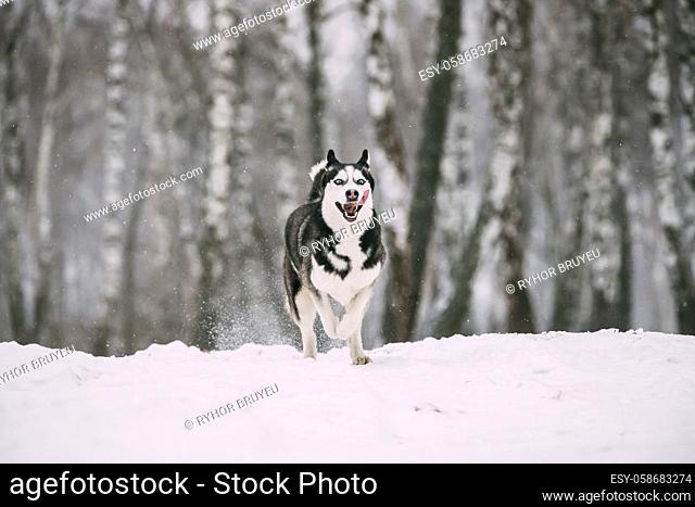 Siberian Husky Dog Funny Running Outdoor In Snowy Forest At Winter Day