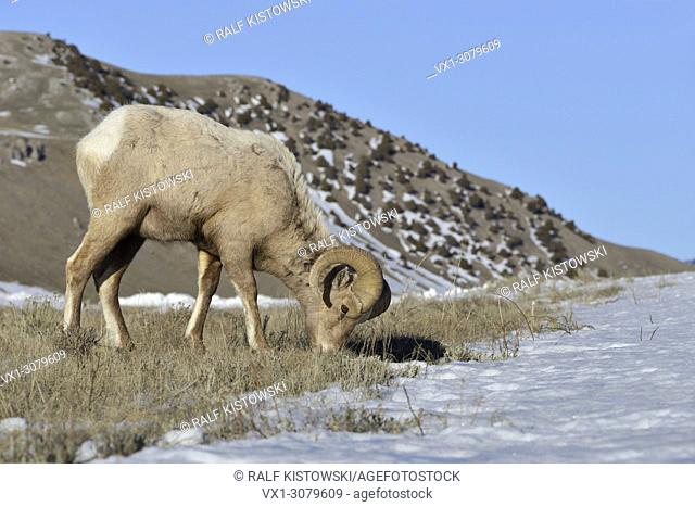 Rocky Mountain Bighorn Sheep ( Ovis canadensis ), ram in winter, feeding on grasses between the snow, Yellowstone area, USA, wildlife, Europe.