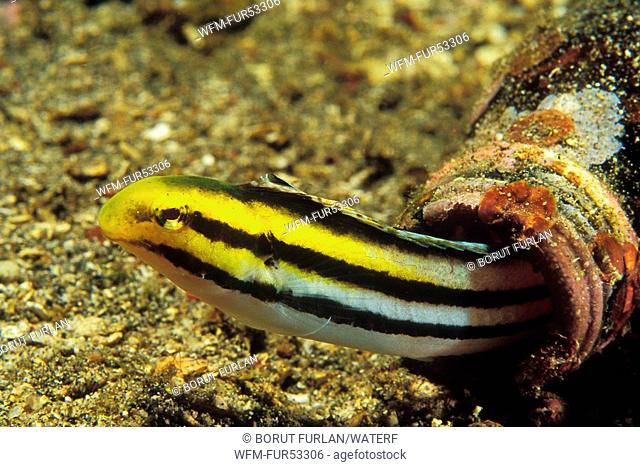 Striped Poison-Fanglenny lives in Bottle, Meiacanthus grammistes, Lembeh Strait, Sulawesi, Indonesia
