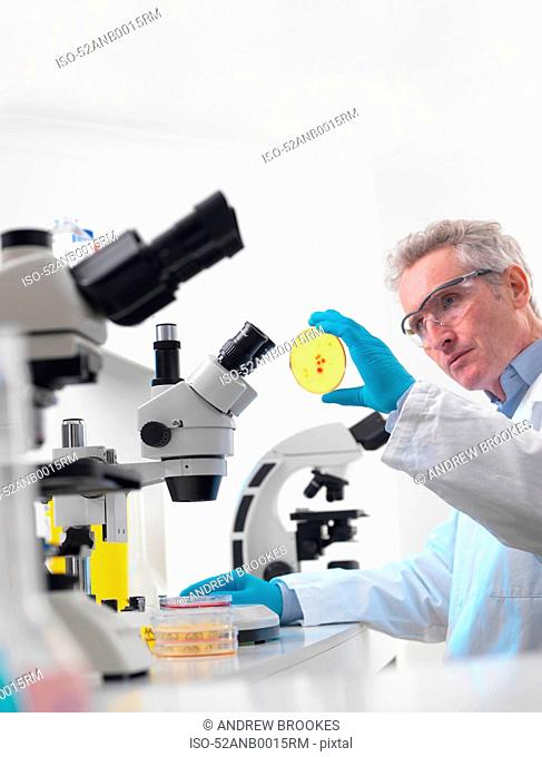 Scientist examining petri dish in lab