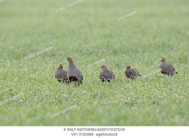 Flock of Grey Partridges ( Perdix perdix ) walking over a green field of winter wheat, early in the morning