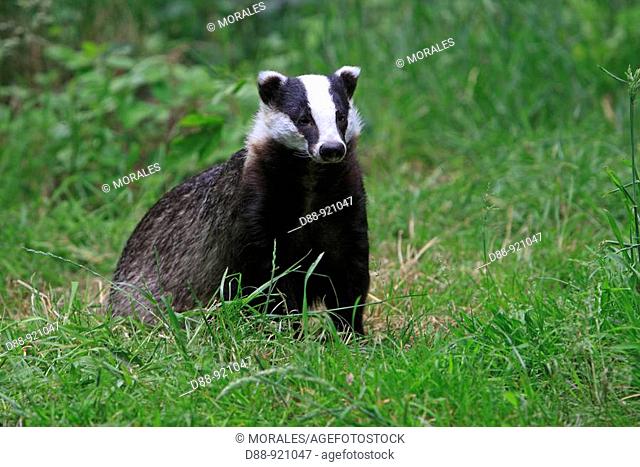 European Badger (Meles meles)