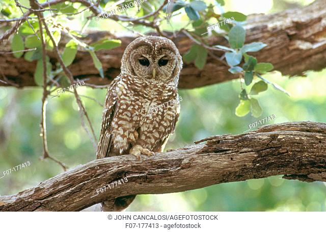 Mexican Spotted Owl (Strix occidentalis lucida). Arizona. USA