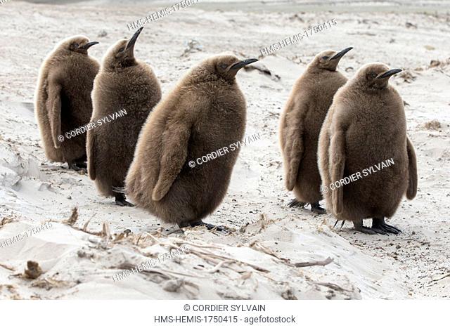 Falkland Islands, Saunders island, The Neck, King Penguin (Aptenodytes patagonicus), young