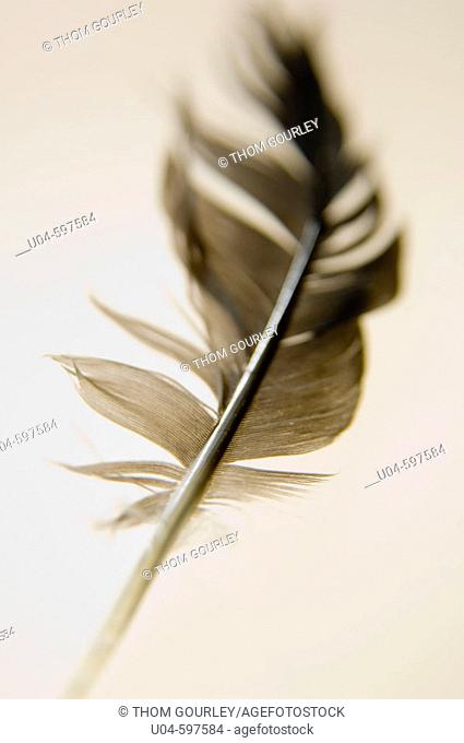 Falling feather