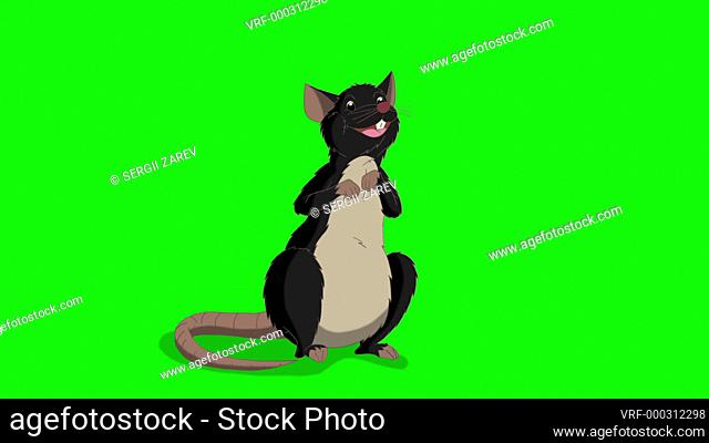 Black rat sitting and talking. Animated Looped Motion Graphic Isolated on Green Screen