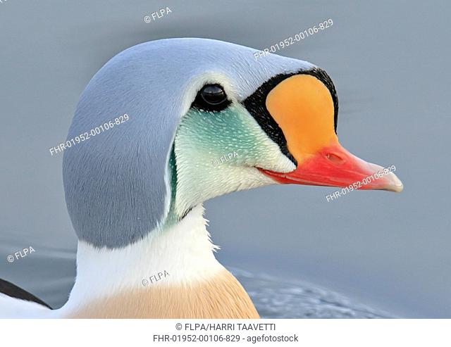 King Eider (Somateria spectabilis) adult male, breeding plumage, close-up of head, swimming at sea, Northern Norway, March