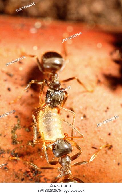 black ant, common black ant, garden ant Lasius niger, two black garden ants transport a pupa, Germany, Bavaria, Eckental