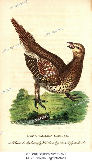 Sharp-tailed grouse, Tympanuchus phasianellus. Handcolored copperplate engraving from The Naturalist's Pocket Magazine, Harrison, London, 1800