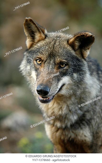 Expression of curiosity and attention of an Iberian wolf  Wolf park, Antequera, Malaga, Andalusia, Spain
