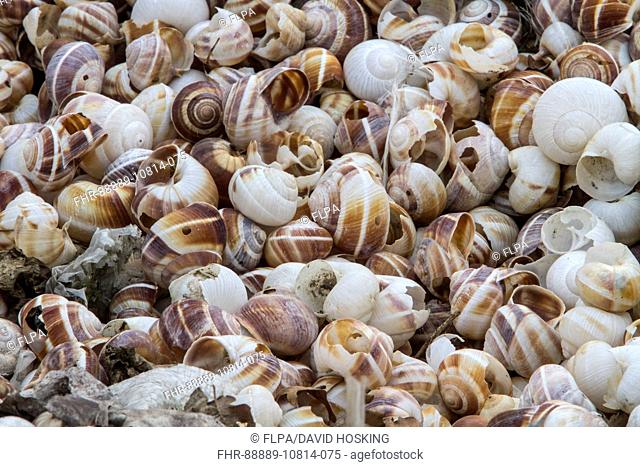 Shells of Helix lucorum is a species of large, edible, air-breathing land snail or escargot, a terrestrial pulmonate gastropod mollusk in the family Helicidae