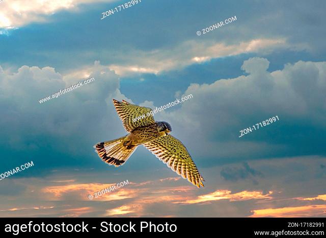 Kestrel bird of prey hovers against a dramatic sky with colorfull blue and orange clouds, hunting for prey. Background, copy space