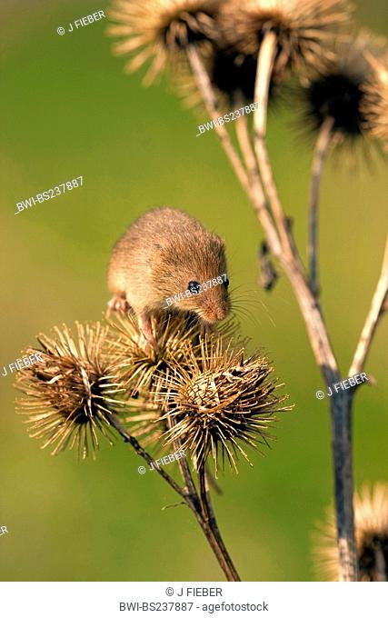 Old World harvest mouse Micromys minutus, climbing on a burdock, Germany, Rhineland-Palatinate