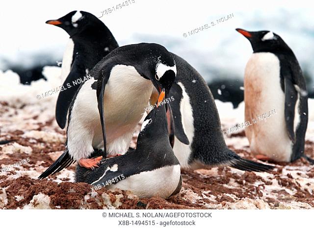Gentoo penguin Pygoscelis papua mating behavior at Jougla Point on Wiencke Island, Antarctica, Southern Ocean  MORE INFO The gentoo penguin is the third largest...