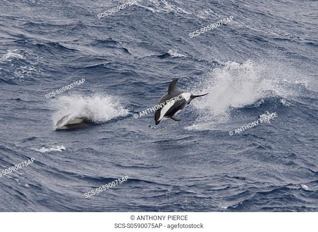 Hourglass Dolphin, Lagenorhynchus cruciger, Male Dolphin breaching at great speed, Drake Passage, Southern Ocean Males of this species can be identified by the...