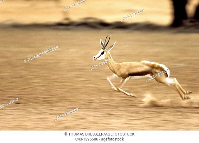 Springbok Antidorcas marsupialis - Female, frightened up  Kalahari Desert, Kgalagadi Transfrontier Park, South Africa