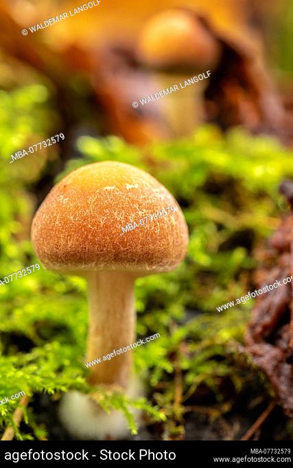 Honey mushroom (Armillaria ostoyae)
