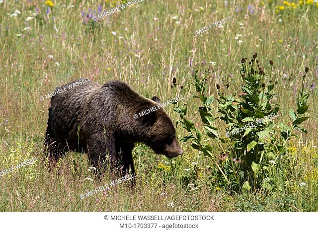 Grizzly bear between Yellowstone National Park and Grand Tetons National Park, Wyoming, USA