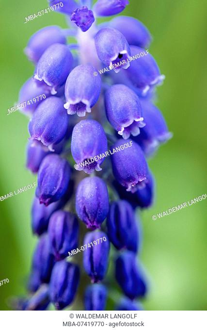 Grape hyacinth, blossom, close-up